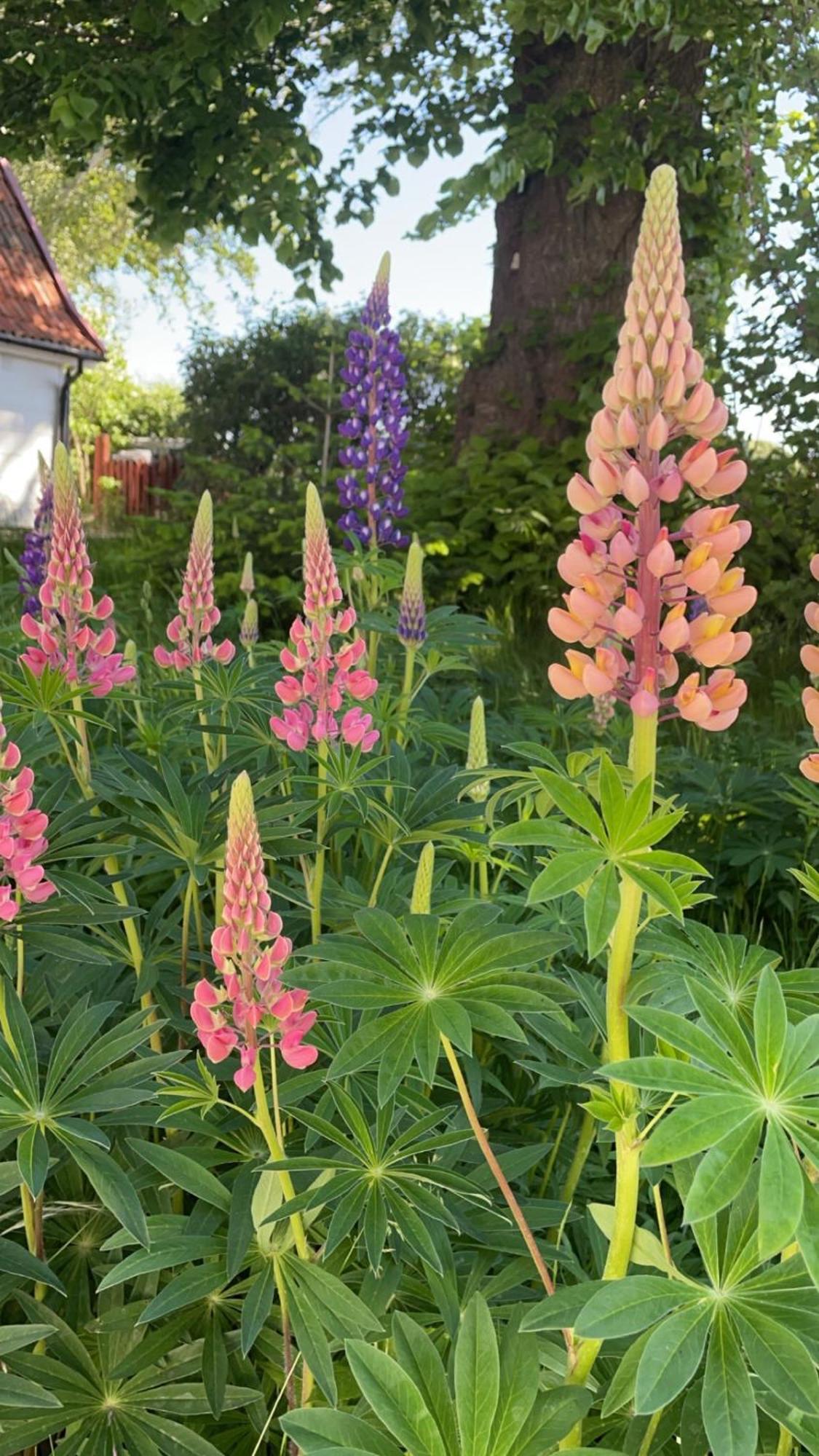Trennegarden B&B Mjöhult Εξωτερικό φωτογραφία